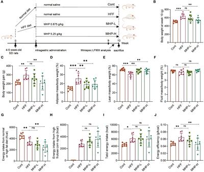 Mulberry and Hippophae-based solid beverage promotes weight loss in rats by antagonizing white adipose tissue PPARγ and FGFR1 signaling